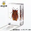 Artesanías de especímenes, insectos reales, escarabajo ciervo, escorpión, escarabajo, araña, regalos de enseñanza de ciencias biológicas, adornos de resina