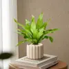 Helecho Nido de Pájaro Planta Verde para Sala de Estar Planta en Maceta de Interior para Entrada del Hogar, Baño, Dormitorio, Estación de Trabajo, Fácil de Cuidar, Aspecto de Alta Gama