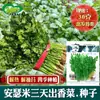 Las Semillas de Cilantro de Ansemi se Cosechan en Tres Días. Los agricultores en los campos de verduras de Farmland plantan semillas grandes de cilantro con un aroma fuerte en todas las estaciones.