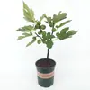 Venta al por mayor de plántulas de higo azucarero para plantar en jardines del norte y del sur, plantas en maceta para todas las estaciones, injerto de frutos extra grandes