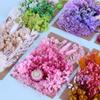 Día de la Madre Flor Eterna A5 Paquete de Material de Tablero de Flores en Relieve Marco de Fotos DIY Abanico Sombrero de Paja Material de Flores Flores Secas
