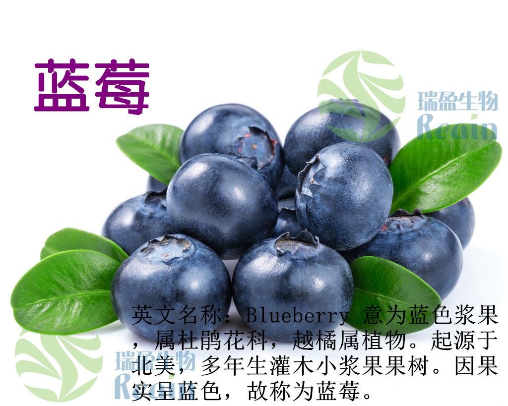 蓝莓 (1)