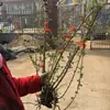 Planta Base da Begônia Japonica, Mudas de Flor de Begônia de Quatro Estações, Mudas Pequenas de Begônia, Begônia de Flor Vermelha, Arbustos Verdes, Plantas de Jardim