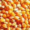 Grãos de milho materiais medicinais chineses grão grande grão médio grão pequeno fubá de milho fubá de milho produzido na fazenda