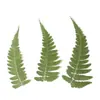 Helechos Secos de Hoja, Helechos de Roca Prensados, Marcadores de Libros Hechos a Mano para DIY, Pinturas Decorativas, Adornos para Marcos de Fotos, Especímenes de Flores Secas Naturales
