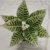 [Madera Pequeña de 9 Cabezas que Cambia de Color] Plantas Verdes Falsas con Plantas de Hierba, Plantas Verdes Pequeñas, Plantas Artificiales de Bonsái para Oficina y Sala de Estar