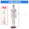 52 62cm Modelo de Cobre de Cuerpo Humano Grabado en Alta Definición Modelo de Meridiano de Puntos de Acupuntura Modelo de Enseñanza de Puntos de Acupuntura Modelo de Cuerpo Humano