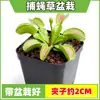 Las plantas carnívoras en maceta son plantas verdes perennes que atrapan y comen insectos, repelen mosquitos y son fáciles de mantener en balcones y en interiores.. Son flores resistentes al calor