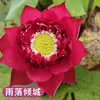 Venta al por mayor de plantas ornamentales en maceta, semillas de loto y nenúfar cultivadas en agua, semillas de flor de loto de cuenco y nenúfar para estanques hidropónicos