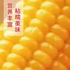 10 Piezas de Maíz Amarillo Glutinoso del Noreste, Empacado al Vacío, Maíz Glutinoso Dulce Fresco, Suave y Pegajoso, Sin OGM, Mazorcas de Maíz Pegajosas