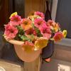 Semillas de Petunia Colgante Importadas, Plantas de Maceta de Petunia Colgante Fáciles de Cultivar, Semillas de Flores para Todas las Estaciones, Tasa de Germinación 80%