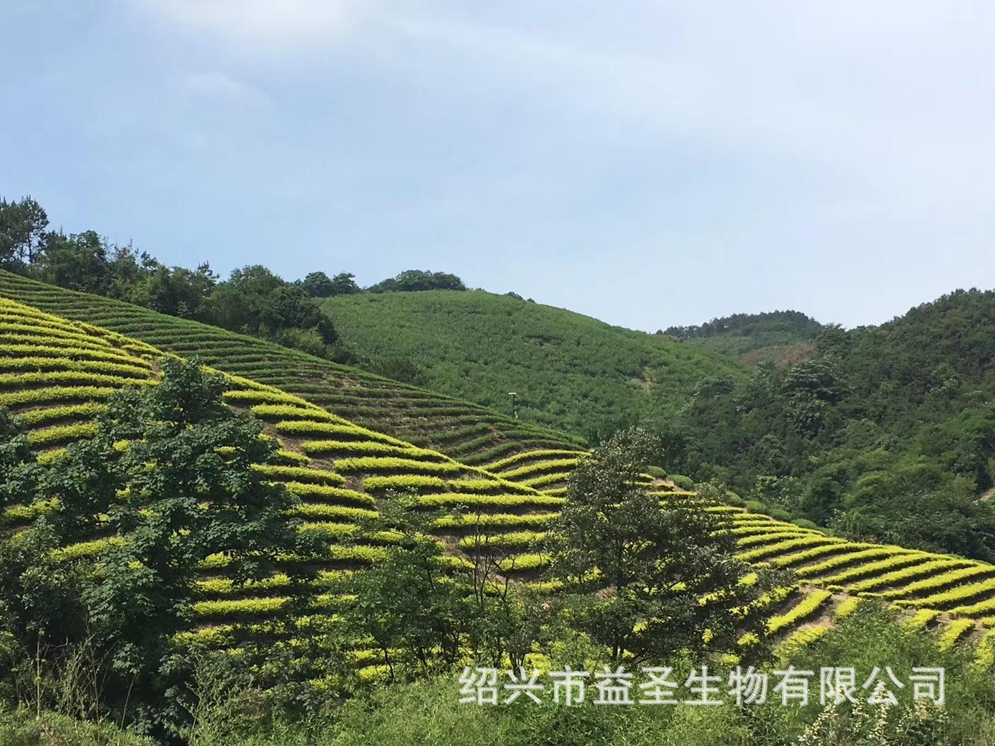 茶叶基地4.jpg