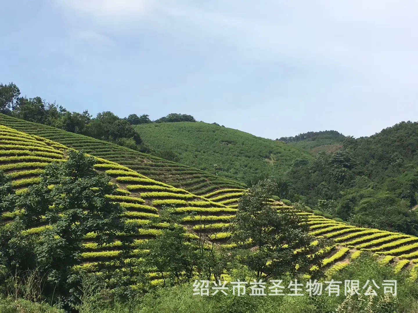 茶叶基地4.jpg