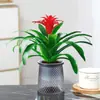 Rábano Verde Árbol de la Fortuna Espárrago Bambú Flor de Incienso de Nueve Millas Planta en Maceta Interior Menta Bambú Rico Planta Hidropónica Fácil de Alimentar
