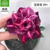 Planta en Maceta Rosa del Desierto con Doble Pétalo, Planta Verde Resistente a la Sequía, Fácil de Cuidar en Interiores o en el Balcón, Planta Suculenta Fácil de Mantener en Verano