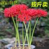El Otro Lado del Bulbo de Flor Semilla Manzhu Shahua Flor Roja Intercambio Brocado Piedra Ajo Bulbo Grande Flor de Balcón Flor de Ajo Bulbo de Ajo