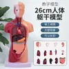 45cm hueso natural corazón grande 28cm torso modelo de enseñanza de tres piezas ayudas educativas para niños se puede montar