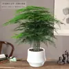 Espárrago en Maceta Planta Grande Bonsái Planta Verde de Interior Flor Oficina Escritorio Plántula Perenne y Fácil de Mantener Todo el Año