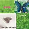 Especímenes de Mariposas Reales para Práctica, Mariposas Originales con Alas Sin Abrir, Materiales DIY para Espécimenes de Insectos, Mariposas Monarca, Insectos Originales, Mariposas Cola de Golondrina