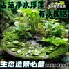 Cuenco de Loto de una Hoja Flor Acuática de Loto Planta Hidropónica Balcón Interior Floración Cuatro Estaciones Acuario con Maceta Loto Flotante