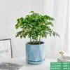 La Planta en Maceta Árbol de la Felicidad es Fácil de Mantener en la Oficina, una Planta Verde para Escritorios que es de Hoja Perenne Todo el Año, Purifica el Aire y Absorbe Formaldehído