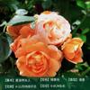 Rosa trepadora Extra grande Floración Cuatro estaciones Enredadera Rosa Semilleros de rosa Enredadera Patio Flor grande Balcón Florales Shihua