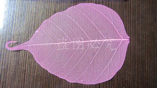 A001菩提叶脉 (43)