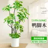 Forma Pie de Pato Madera Sala de Estar Maceta Grande Planta Verde Interior Sala de Estar Grande de Pie Flor Real Pila Vieja Pie de Pato Madera