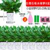 Rabanete Verde Envasado Planta Formaldeído-Absorvente de Interior para Purificação do Ar de Escritório e Sala de Estar, Planta Verde de Trepadeira Longa de Fácil Cuidado