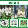 Tulipanes Hidropónicos al por Mayor 5 Grados Bulbos Grandes Resistentes al Frío para Invierno Interior/Exterior Fáciles de Cultivar para Principiantes Flores en Maceta Plantas