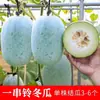 Um Cacho de Sementes Pequenas de Melão-Inverno, Mudas de Melão-Inverno, Sementes para Plantio de Primavera e Outono, Sementes de Mini Melão-Inverno de Maturação Precoce