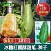 Las Semillas de Melón Crujientes de Carne Roja y Azúcar de Roca Zhongyanshengyou Son Crujientes y Deliciosas, Dulces y Jugosas, de Crecimiento Fuerte y Frutos Redondos Largos
