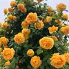 Dropshipping Sucos Varanda Mudas de Rosa Rosas Florindo Flores em Vasos Plantas Trepadeiras Cipós Rosa Plantas Verdes