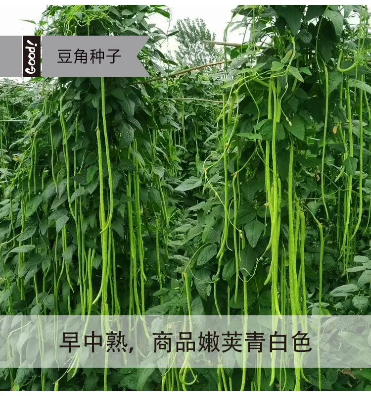 小五叶03-1