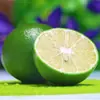 Limón Verde Anyue de Sichuan, disponible para entrega en paquetes de 1/2/3/ 2.5 kg, 60 gramos + caja de regalo refrescante y ácida de ingredientes para té de leche, fruta fresca