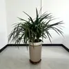 Suporte de Flores Grosso Móvel Temu Shein Bandeja para Flores Vaso de Flores Bonsai Bandeja Base com Rodízios Suporte com Rodas Universais