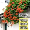 Muda de Cipó-trombeta Flor Grande Planta Trepadeira China América Muda de Cipó-trombeta Muda Varanda Vila Paisagismo Atacado