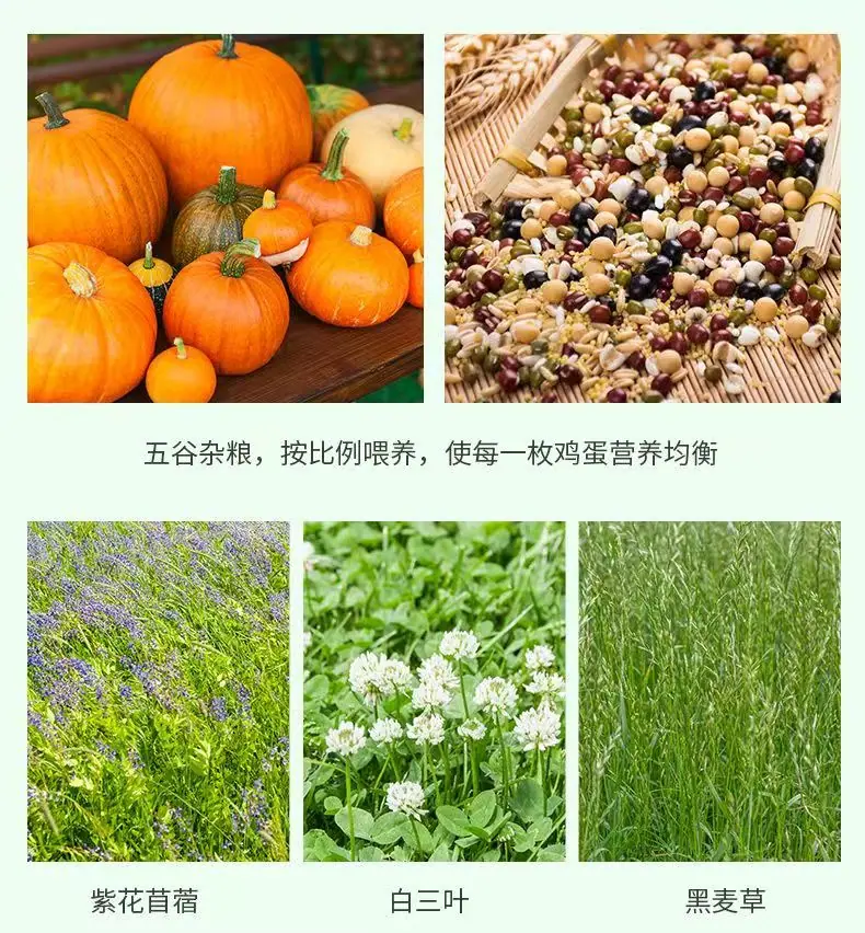 河南南阳绿壳鸡蛋详情图4