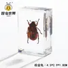 Artesanías de especímenes, insectos reales, escarabajo ciervo, escorpión, escarabajo, araña, regalos de enseñanza de ciencias biológicas, adornos de resina
