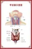 Diagrama del Esqueleto Humano, Cartel de Pared Grande, Diagrama de Órganos, Gráfico de Estructura de Órganos Internos, Gráfico de Puntos de Acupuntura, Póster del Gráfico de Anatomía Muscular Humana