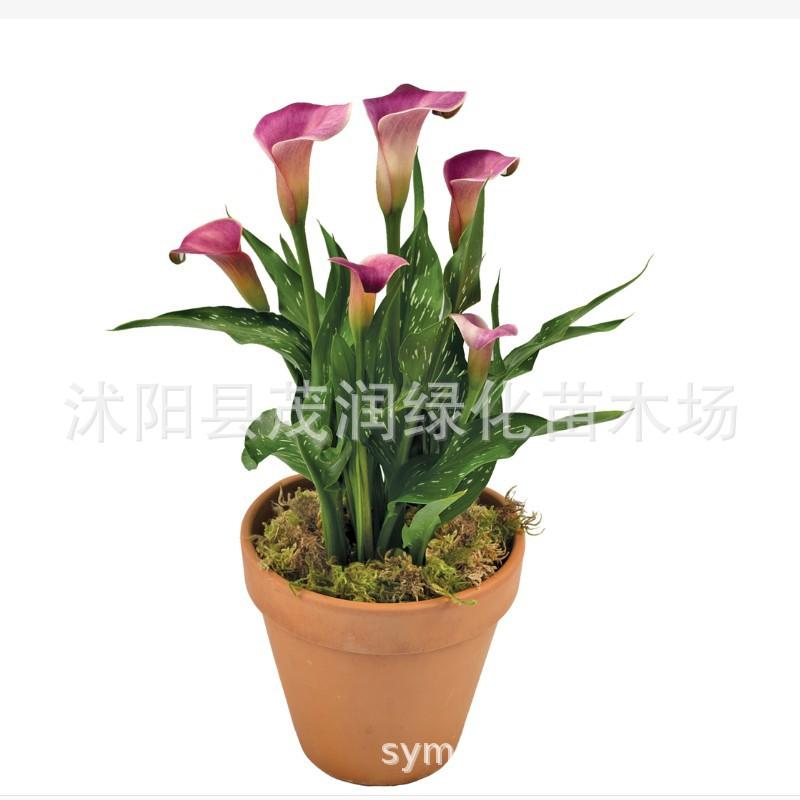 马蹄莲种球013