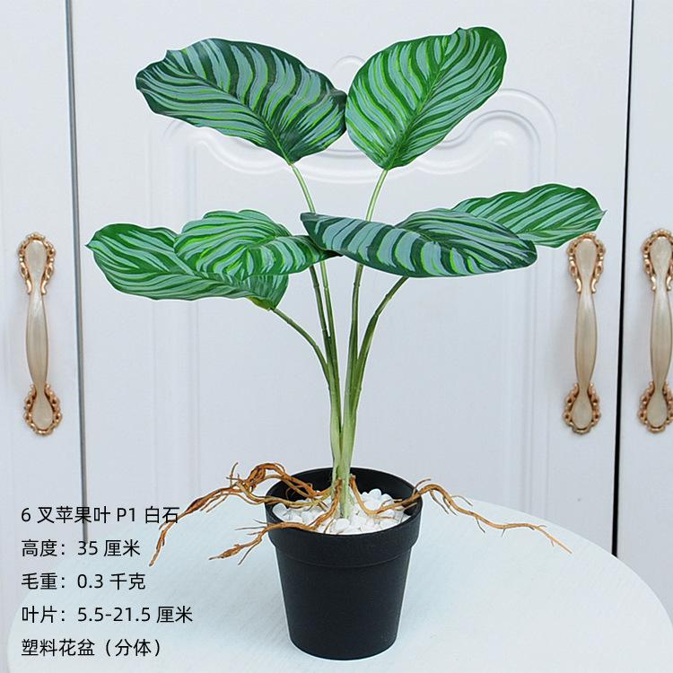 6叉带须苹果叶P1白石