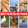 Pollitos, patos, gansos, palomas, bebederos, palomas, dispensadores de agua para beber, codornices, pollos, bebederos automáticos, suministros de agua para beber para pollos