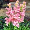 Bulbos de Tuberosa com Pétalas Duplas Florescem no Mesmo Ano, Flores Perenes Fragrantes que Florescem à Noite, Vasos de Flores para Pátio e Varanda