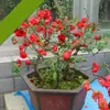 Plantas em Vasos de Flor Begônia, Plantas de Floração Dupla para Interior de Estoque Antigo de Jardim, Resistentes e Fáceis de Manter, Bonsai, Flores de Quatro Estações