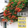 Plántulas de Flor Lingxiao Plantas Trepadoras en Maceta Tocones de Árbol Trepadores Enredadera Petardos Patio Balcón Siembra Todo el Año Rosas Decorativas