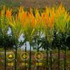 Lámpara de Espiga de Trigo Super Brillante para Plantas de Exterior Lámpara de Espiga de Arroz Lámpara para Césped Festival de Luces Iluminación de Parque Lámpara de Piso para Patio