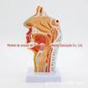 Modelo humano de nasofaringe, cavidade oral e laringe, modelo normal de nasofaringe, cavidade oral e laringe, modelo de seção sagital de orofaringe