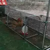 Gallinero de Corral con Pasarela, Jaula para Pollos de Corral, Túnel para Mascotas Lindas, Patos y Gansos, Jaula de Malla para Pollos al Aire Libre, Tubo de Paseo al Aire Libre