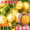 Plántulas de Árbol de Fruta de Ginseng Sabor a Leche con Fruta, Plántulas de Fruta de Ginseng, Fruta de Longevidad de Yunnan, Fruta de Kiwi, Regiones Sur y Norte